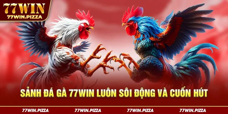 Sảnh đá gà 77WIN luôn sôi động và cuốn hút